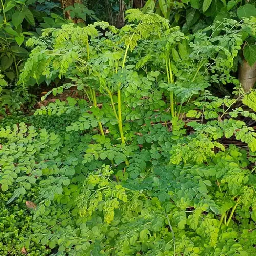 Moringa Oleifera (Moringa oleifera Lam.)