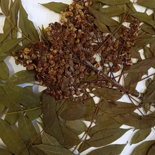 Hojas de Neem (Azadirachta indica)