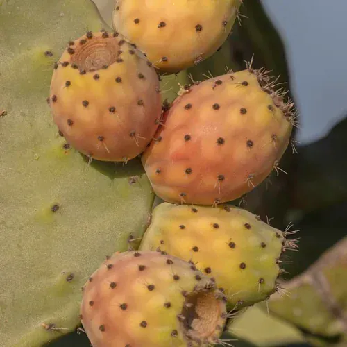 Nopal en polvo (Opuntia ficus-indica)