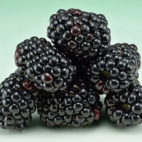 Zarzamora (Rubus fruticosus)